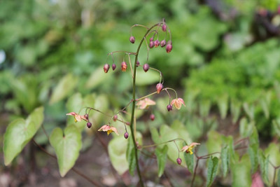 epimedium black sea.JPG