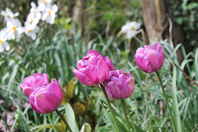 tulpe blue diamond.JPG