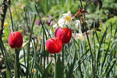 tulpe ad rem1.JPG