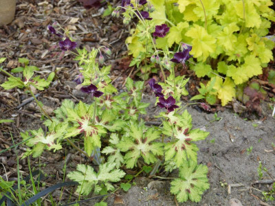2015-05-17 Geranium phaeum 'Springtime'.jpg