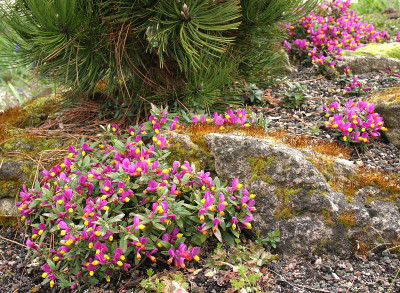 IMG_7381_ePolygala chamaebuxus var grandiflora.JPG