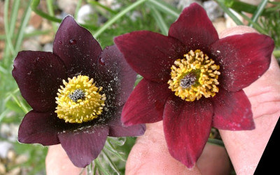 IMG_7379_ePulsatilla rubra_Cremieu.JPG