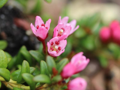 Loiseleuria procumbens 2016.png