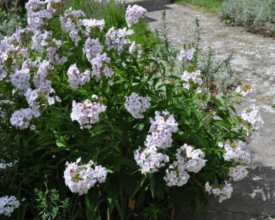 Phlox.jpg