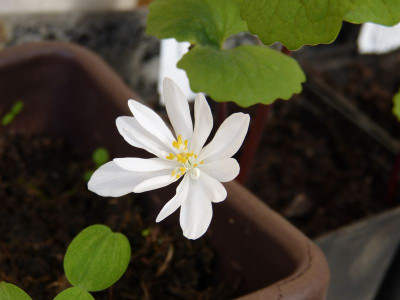 2016-04-18 Sanguinaria canadensis 'Jerry Flintoff'.jpg