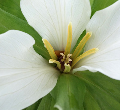 20160417_120942_eTrillium chloropetalum_album.jpg