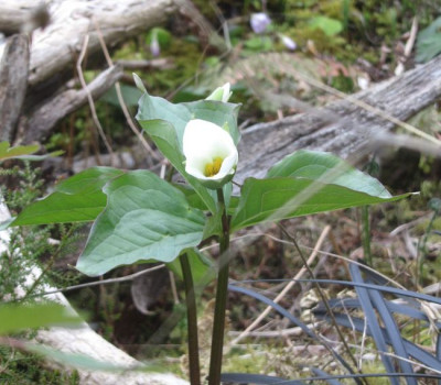 Trillium-grandifl.knorbsii.jpg