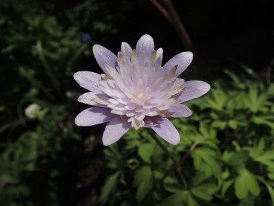 DSCN6600_1385.JPG