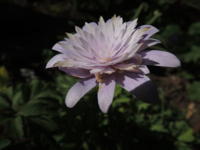 DSCN6630_1386.JPG