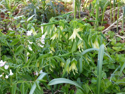 2016-04-19 Uvularia grandiflora 'Pallida'.jpg
