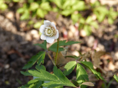 2016-04-19 Anemone nemorosa 'Lehna'.jpg