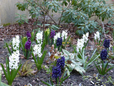 2016-04-19 Hyacinthus.jpg