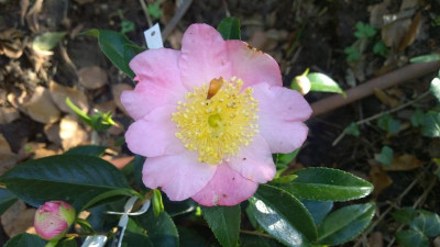 WP_20160417_054 Camellia japonica Beni Zakura.jpg