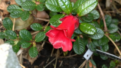 WP_20160419_049 Rhododendron forrestii var.repens R59174.jpg