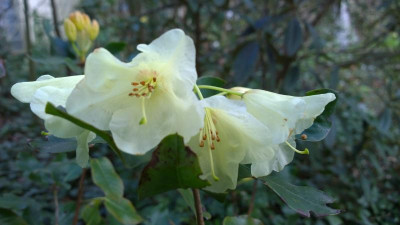 WP_20160419_032 Rhododendron campylocarpum KCSH0363.jpg