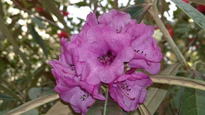 WP_20160419_006 Rhododendron niveum Yaktse N.Sikkim ARS.jpg