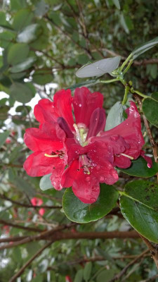 WP_20160415_001 Rhododendron thomsonii Bu270.jpg