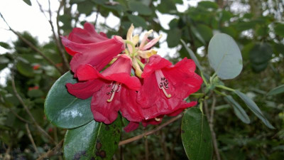WP_20160419_002 Rhododendron thomsonii Bu270.jpg