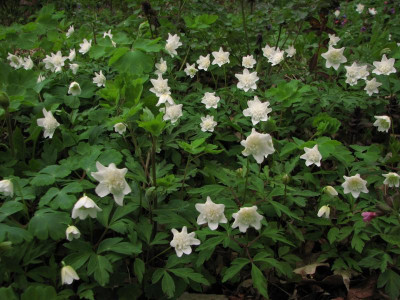 anemone nem. vestal 2016-04-19 (8).JPG