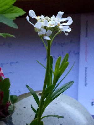 Arabis 2.jpg