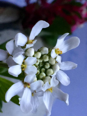 Arabis 3.jpg