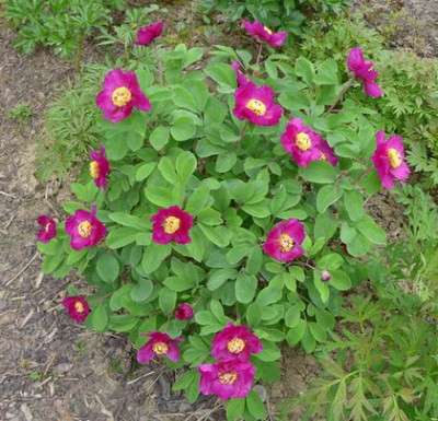Paeonia obovata fars .jpg