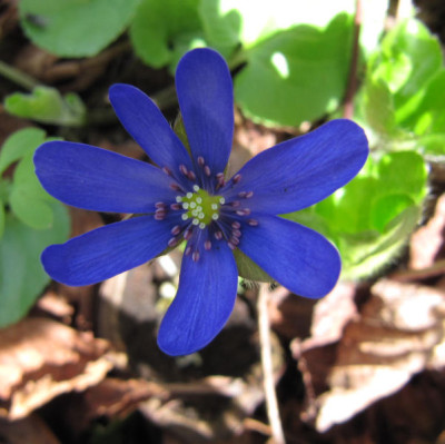Hepatica sehr dunkel 160418.jpg