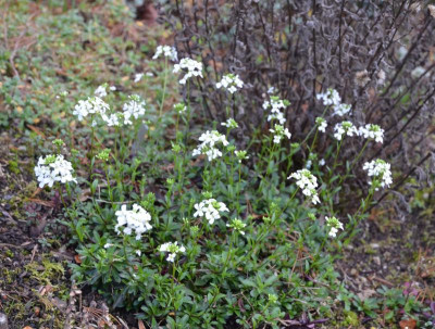Arabis_procurrens.15-3.jpg