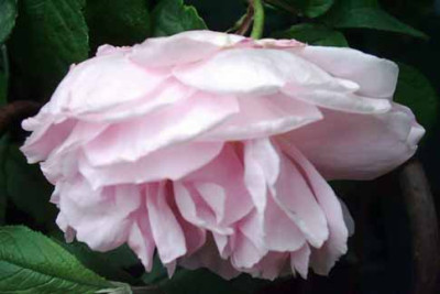 Constance_Spry_06_Bl_Kopie.jpg