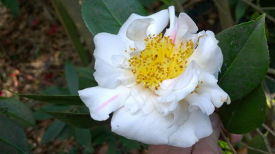 WP_20160417_088 Camellia japonica Nioi Fubuki.jpg