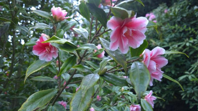 WP_20160413_026 Camellia japonica rusticana Fukurin Ikkyu.jpg