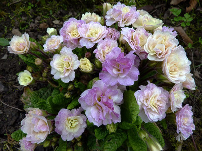 primula creme-rosa.jpg