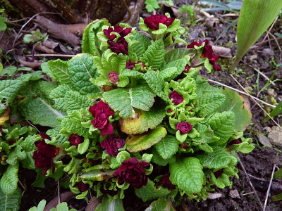 primula rot gefüllt.jpg