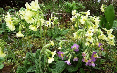 primula eliator 2.jpg