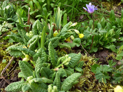primula veris.jpg