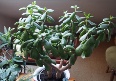 CrassulaOvata1_2016.jpg