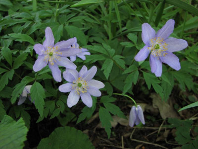 anemone nem 2016-04-20 (1).JPG