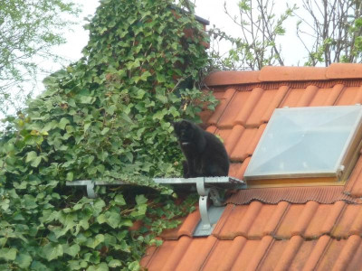 katze02.jpg