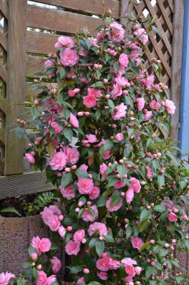 Camellia-Spring-Festival.16-3.jpg