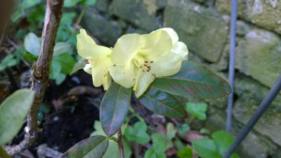 WP_20160420_007 Rhododendron luteiflorum KW21556.jpg