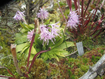 Helionopsis orientalis 2015.jpg