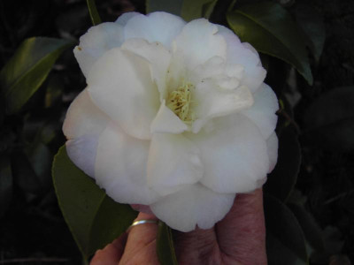 PICT1048.JPG