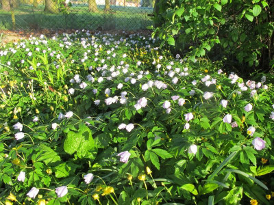 Anemone Caerulea 21.4.16 ue.JPG