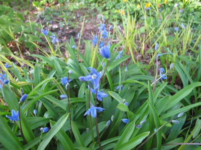 Scilla amoena 21.4.16 ue.JPG