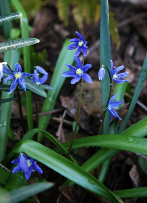 IMG_3667 Scilla amoena.jpg