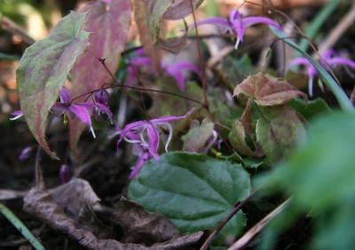 IMG_3677 E leptorrhizum Mariko.jpg