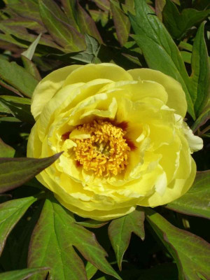 Paeonia-HighNoon.14-2.jpg
