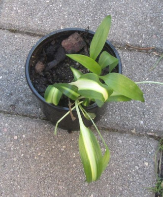 keine Hosta.jpg