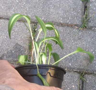 keine hosta2.jpg