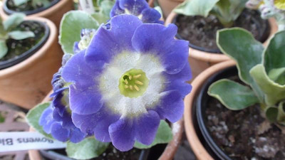 Bowens`s Blue.JPG